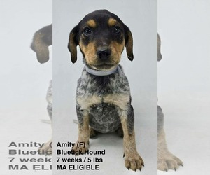 Bluetick Coonhound-Unknown Mix Dogs for adoption in pomfret, CT, USA