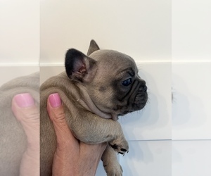 French Bulldog Puppy for Sale in BURNET, Texas USA