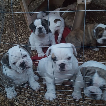 Medium Photo #1 Bulldog Puppy For Sale in GRIZZLY FLATS, CA, USA