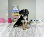 Small YorkiePoo