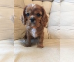 Small Photo #2 Cavalier King Charles Spaniel Puppy For Sale in LAKELAND, FL, USA