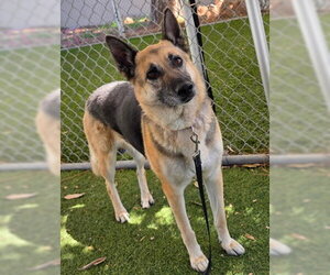 German Shepherd Dog Dogs for adoption in Downey, CA, USA