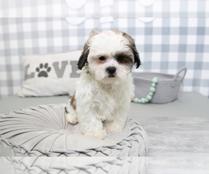 Poodle (Miniature)-ShihPoo Mix Puppy for sale in MARIETTA, GA, USA
