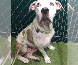 Mutt Dogs for adoption in Downey, CA, USA
