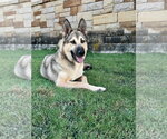 Small #4 German Shepherd Dog Mix