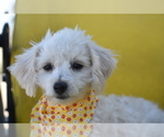 Pixie - Female Bichpoo Puppy for Sale - Small photo
