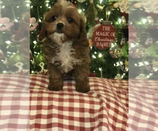 Medium Photo #2 Cavapoo Puppy For Sale in BOWLING GREEN, KY, USA