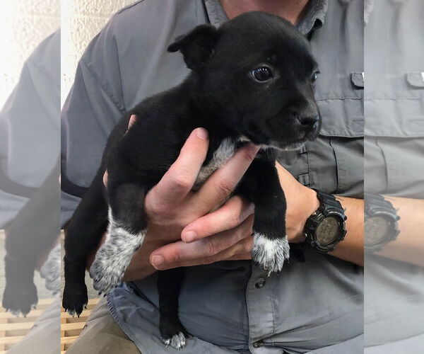 Medium Photo #4 Labrador Retriever-Unknown Mix Puppy For Sale in Amarillo, TX, USA