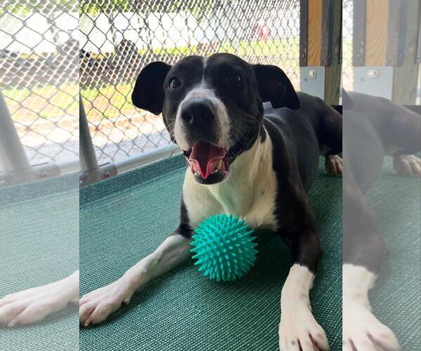 Medium Photo #2 Mutt Puppy For Sale in Chattanooga, TN, USA