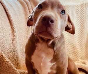 American Bully Puppy for sale in POPLAR BLUFF, MO, USA
