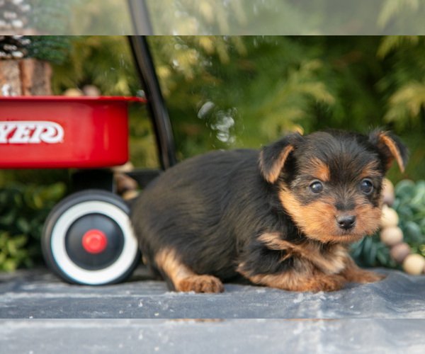 Medium Photo #3 Yorkshire Terrier Puppy For Sale in KIRKWOOD, PA, USA