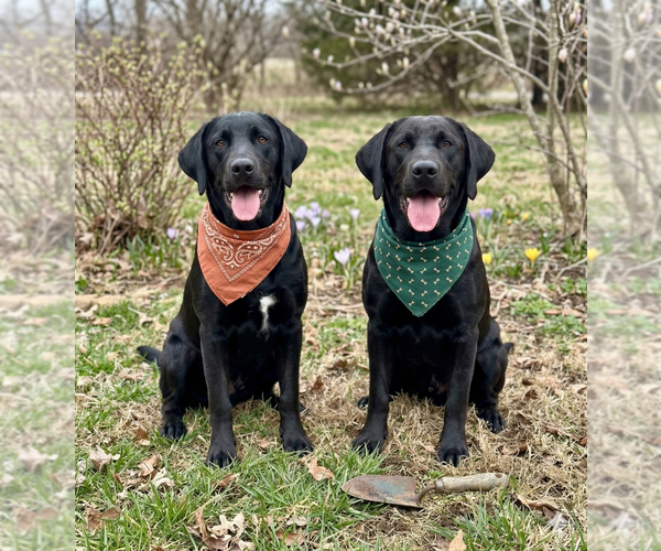 Medium Photo #2 Labrador Retriever Puppy For Sale in Grovertown, IN, USA
