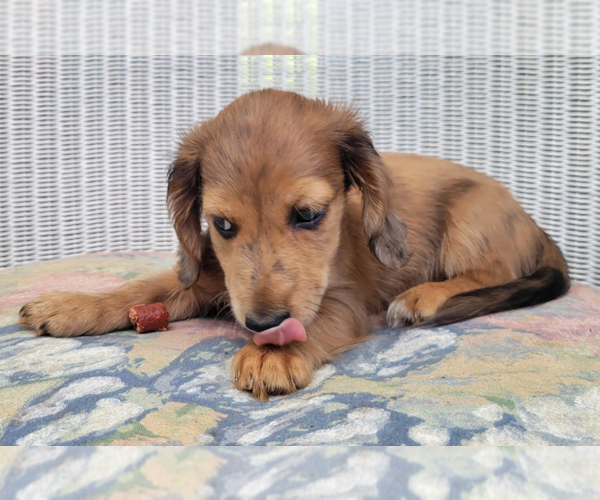 Medium Photo #1 Dachshund Puppy For Sale in CANDLER, NC, USA