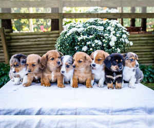 Dorgi Puppy for Sale in WAKARUSA, Indiana USA