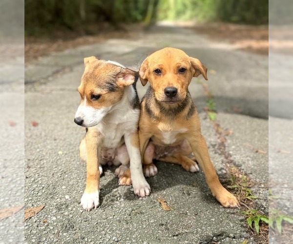 Medium Photo #2 Mutt Puppy For Sale in Canton, CT, USA