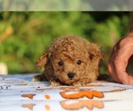 Small #1 Poodle (Toy)
