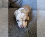 Small #1 Chiweenie