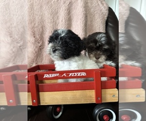 Havanese Litter for sale in SATSUMA, FL, USA