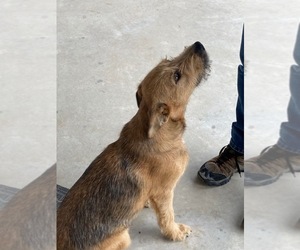 Mutt Puppy for sale in HUNTSVILLE, TX, USA
