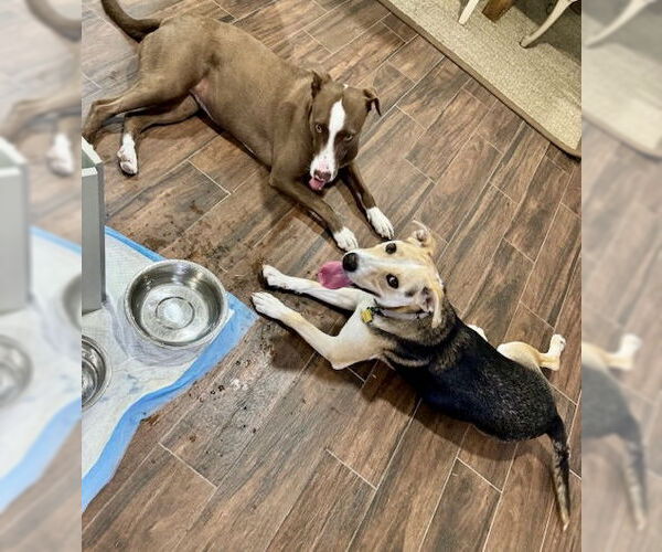 Medium Photo #9 Labrador Retriever-Unknown Mix Puppy For Sale in Houston, TX, USA