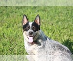 Small Photo #1 Australian Cattle Dog Puppy For Sale in STATE ROAD, NC, USA