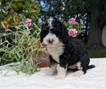 Small #9 Miniature Bernedoodle