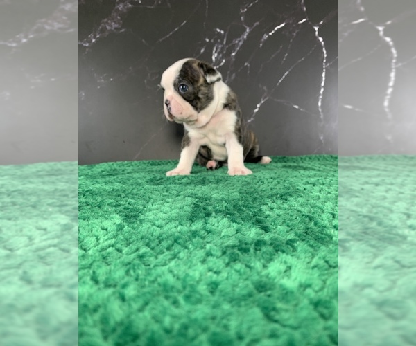 Medium Photo #7 Boston Terrier Puppy For Sale in TULARE, CA, USA