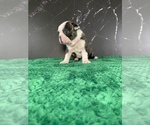 Small #6 Boston Terrier