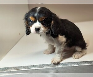 Cavalier King Charles Spaniel Puppy for sale in CLARK, MO, USA