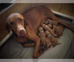Small Photo #14 Vizsla Puppy For Sale in NEWHALL, CA, USA