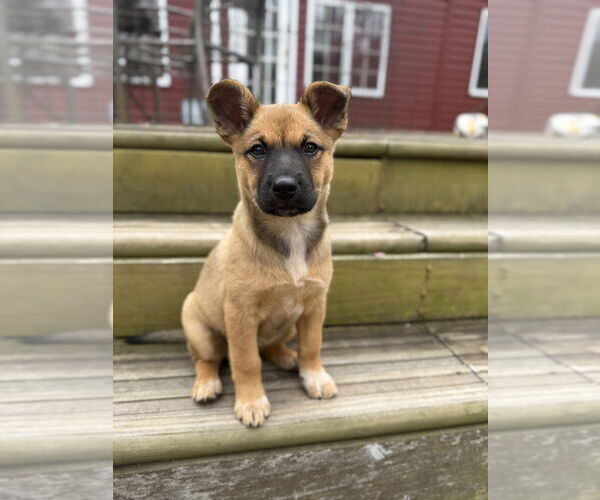 Medium Photo #4 Mutt Puppy For Sale in Brewster, NY, USA