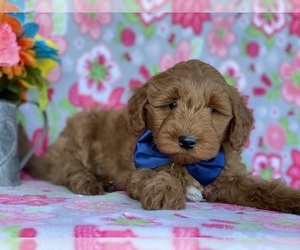 Goldendoodle (Miniature) Puppy for sale in LANCASTER, PA, USA