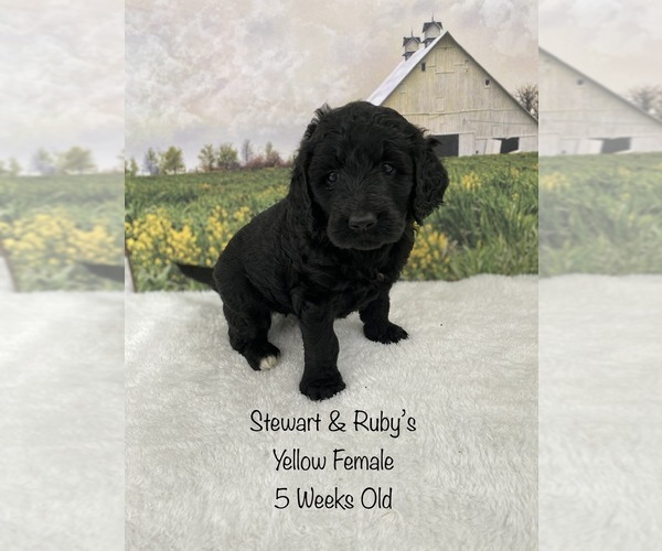 Medium Photo #1 Goldendoodle Puppy For Sale in DEWITT, VA, USA
