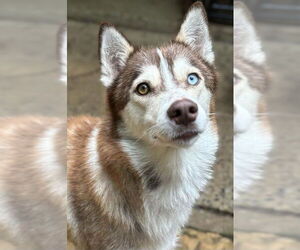 Siberian Husky Dogs for adoption in Matawan, NJ, USA