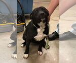 Small #7 Labrador Retriever Mix