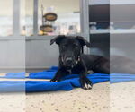 Small #2 Labrador Retriever Mix