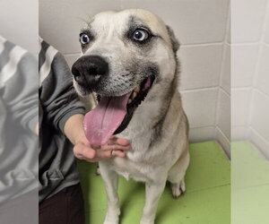 Gerberian Shepsky Dogs for adoption in Decatur, IL, USA