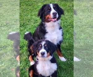 Mother of the Bernese Mountain Dog puppies born on 07/08/2025