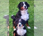 Small Photo #1 Bernese Mountain Dog Puppy For Sale in SUPERIOR, WI, USA