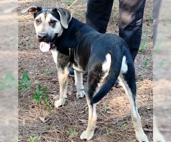 Medium Photo #3 German Shepherd Dog-Unknown Mix Puppy For Sale in Frankston, TX, USA