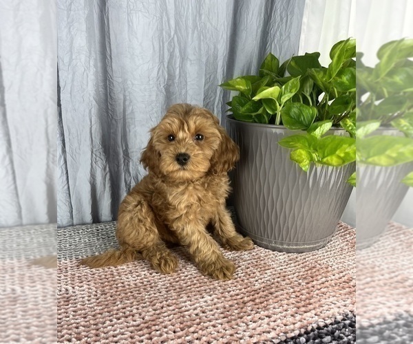 Medium Photo #2 Cavapoo Puppy For Sale in GREENWOOD, IN, USA