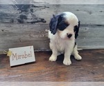 Small #6 Bernese Mountain Dog-Cavalier King Charles Spaniel Mix