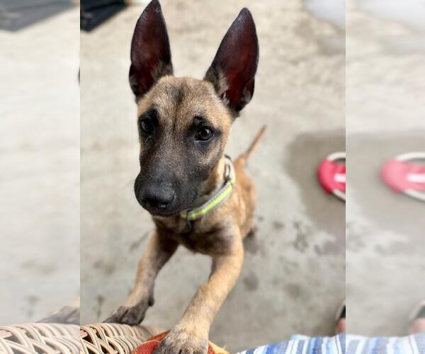 Medium Photo #2 Dachshund-Unknown Mix Puppy For Sale in Rancho Cordova, CA, USA