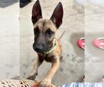 Small Photo #2 Dachshund-Unknown Mix Puppy For Sale in Rancho Cordova, CA, USA