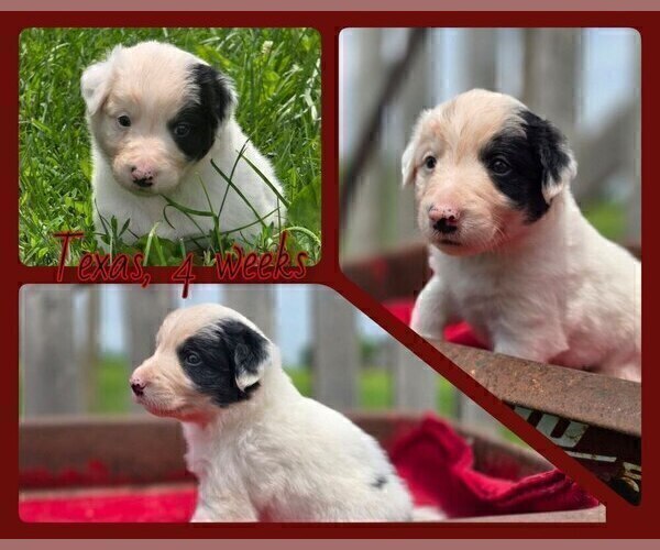 Medium Photo #49 Border Collie Puppy For Sale in BROOKFIELD, MO, USA