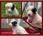 Small Photo #49 Border Collie Puppy For Sale in BROOKFIELD, MO, USA