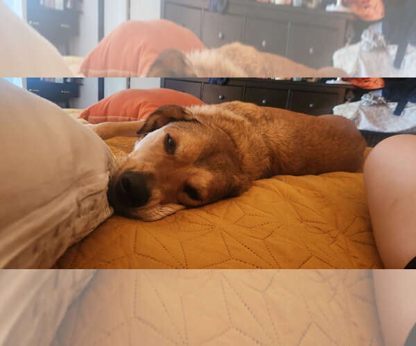 Medium Photo #5 Aussiedor Puppy For Sale in McKinney, TX, USA