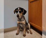 Small #1 Beagle Mix