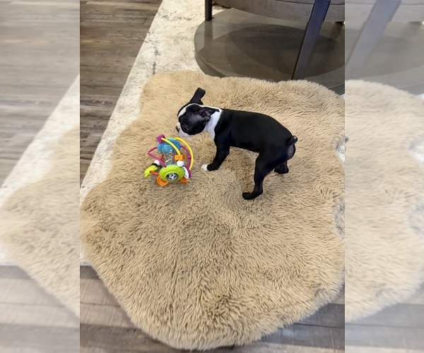 Medium Photo #11 Boston Terrier Puppy For Sale in FREDONIA, KS, USA