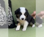 Small Photo #27 Miniature Australian Shepherd Puppy For Sale in LA CANADA FLINTRIDGE, CA, USA